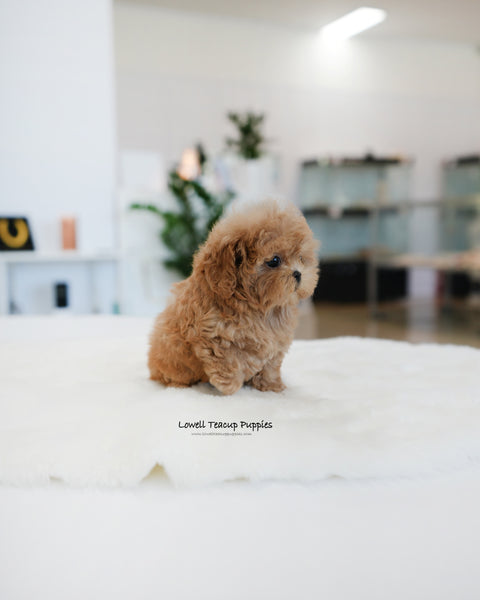 Teacup Maltipoo Female [Ann]