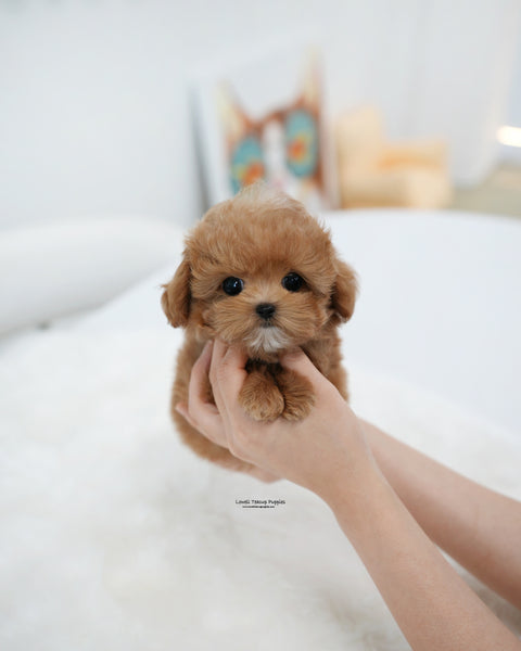 Teacup Maltipoo Male [Ivo]