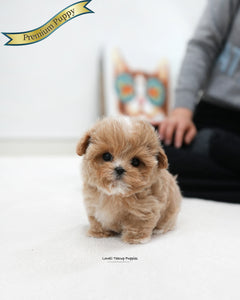 Teacup Maltipoo Male [Bobby]