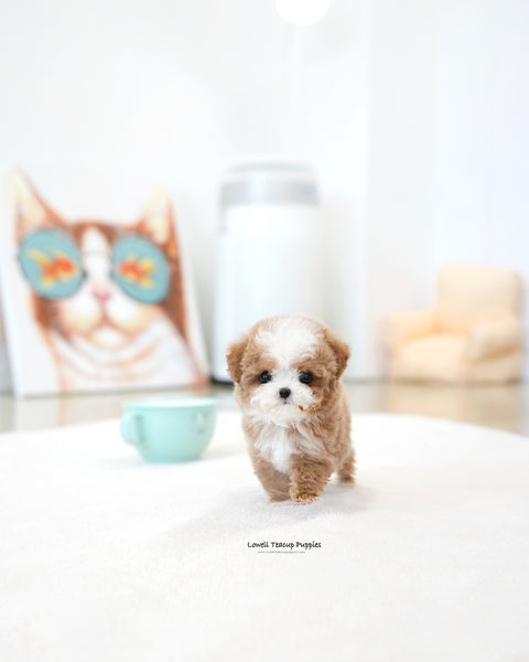 Teacup Maltipoo Male [Burberry]