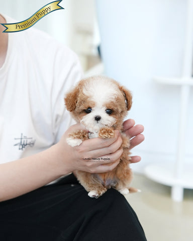 Teacup Maltipoo Male [Burberry]