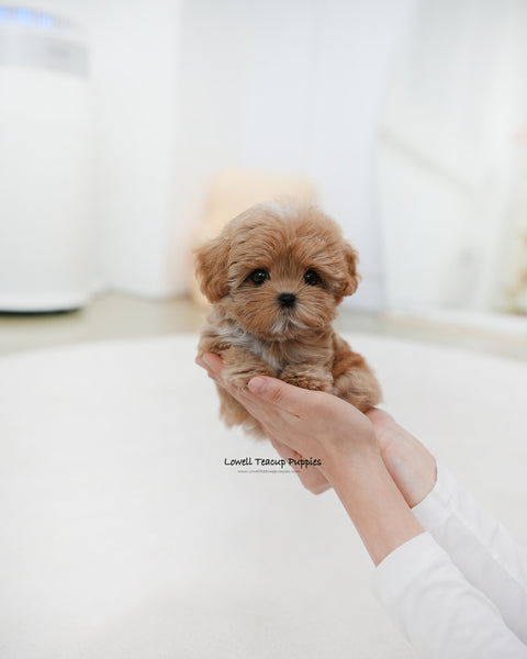 Teacup Maltipoo Male [Gucci]