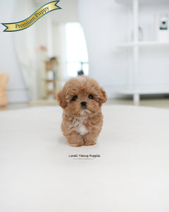 Teacup Maltipoo Male [Gucci]