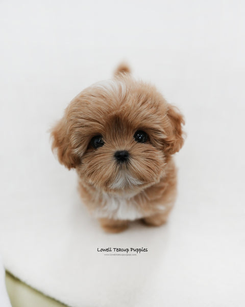 Teacup Maltipoo Male [Gucci]