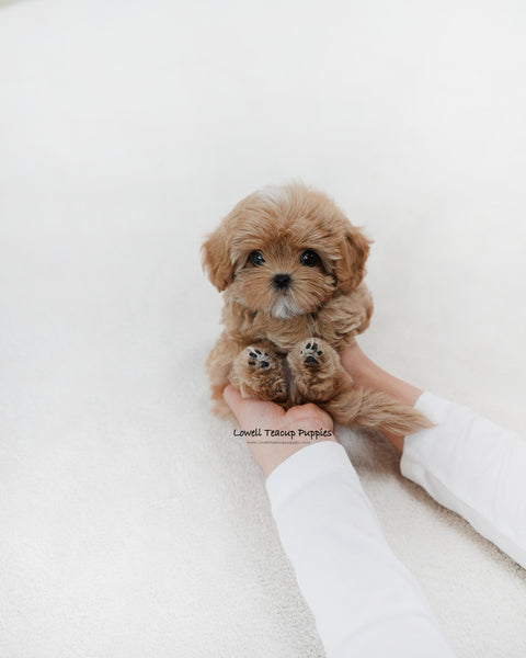 Teacup Maltipoo Male [Gucci]