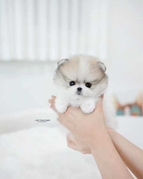 Teacup Pomeranian Female [Flora]