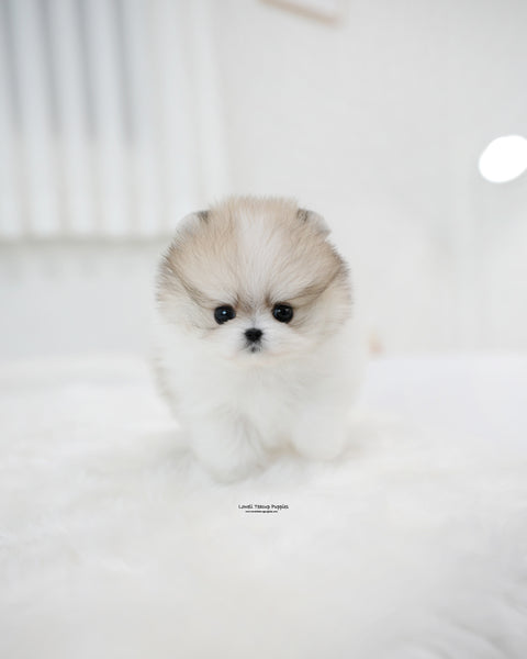 Teacup Pomeranian Female [Flora]