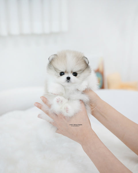 Teacup Pomeranian Female [Flora]