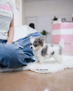 Teacup Pomsky Female [Berry]