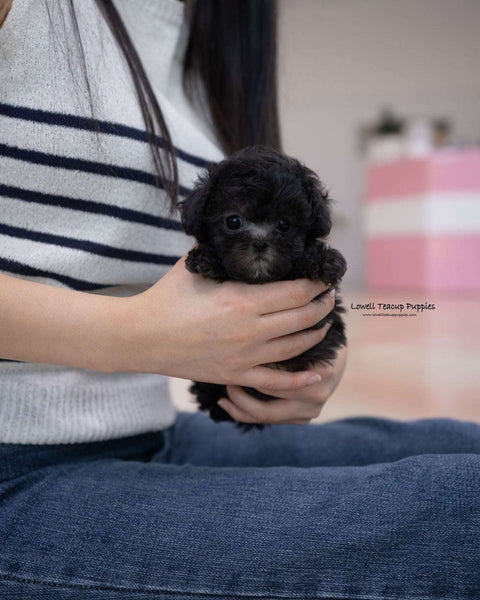 Teacup Poodle Male [Eli]