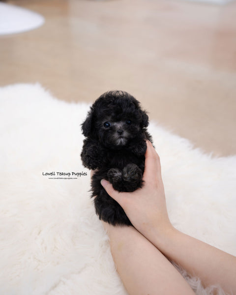 Teacup Poodle Male [Eli]