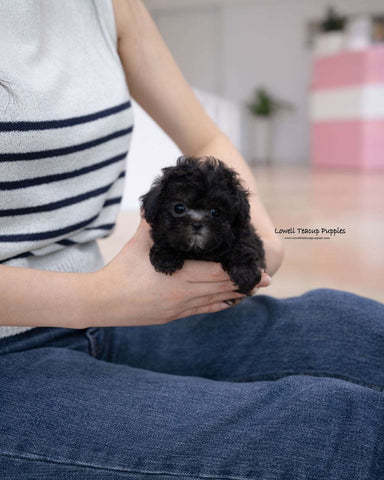 Teacup Poodle Male [Eli]