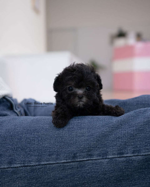 Teacup Poodle Male [Eli]