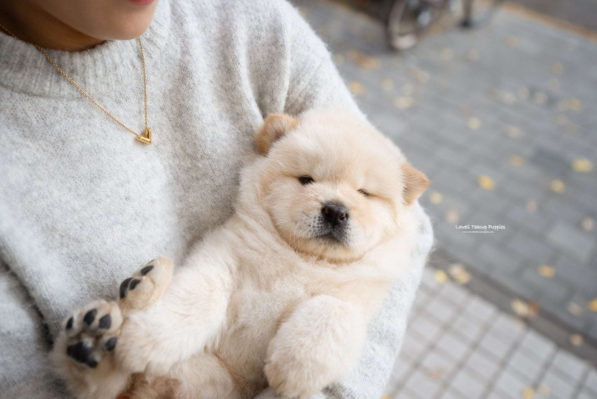 Mini Chow Chow Male Cow Lowell Teacup Puppies inc