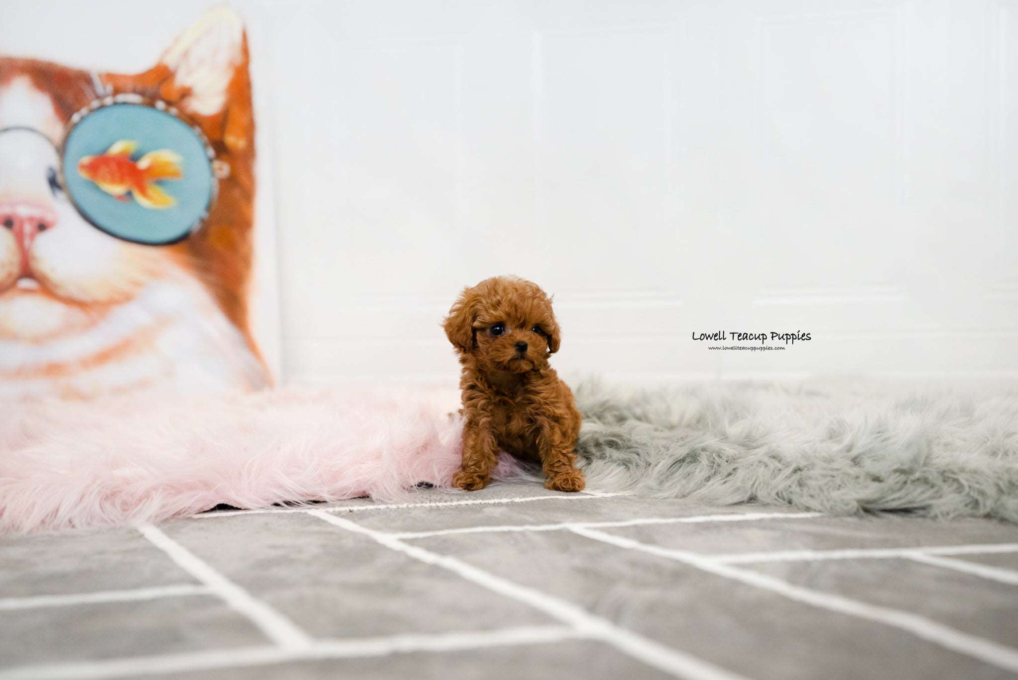 Teacup Maltipoo Female [Jenny] - Lowell Teacup Puppies inc