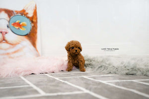 Teacup Maltipoo Female [Jenny] - Lowell Teacup Puppies inc