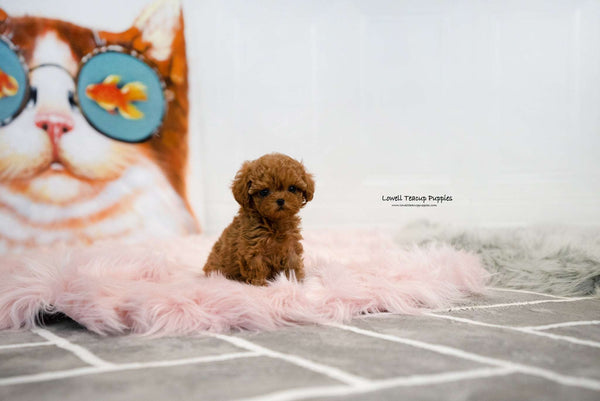 Teacup Maltipoo Female [Jenny] - Lowell Teacup Puppies inc