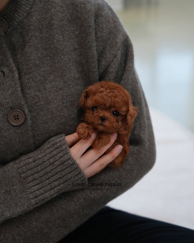 Teacup Poodle Female [Cookie]