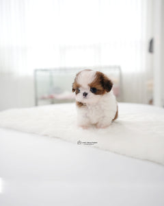 Teacup ShihTzu Male [Hush]