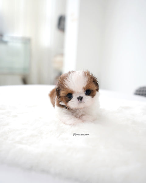 Teacup ShihTzu Male [Hush]