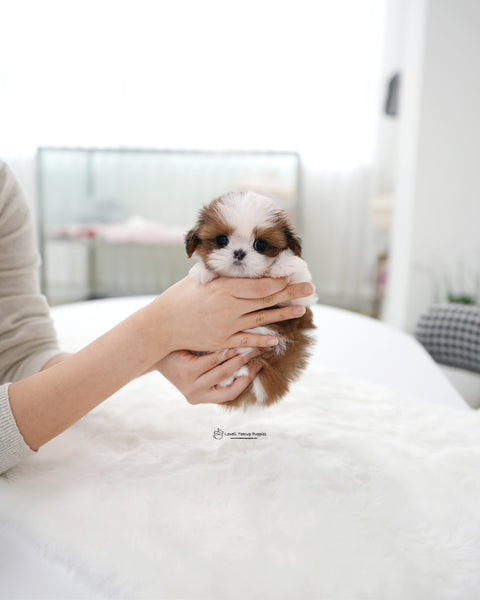 Teacup ShihTzu Male [Hush]