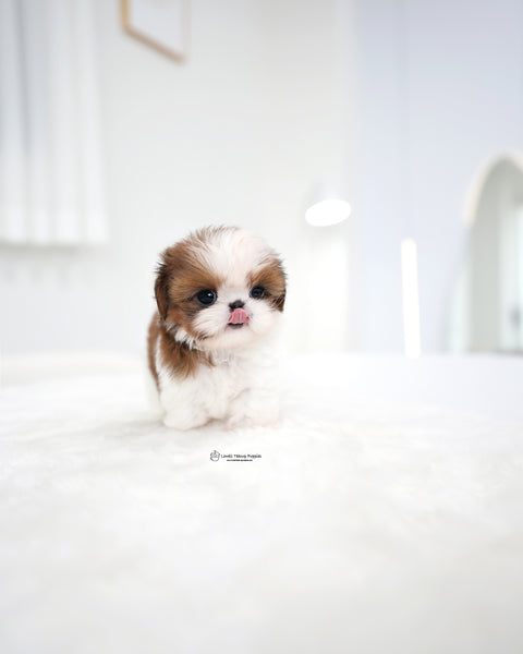 Teacup ShihTzu Male [Hush]