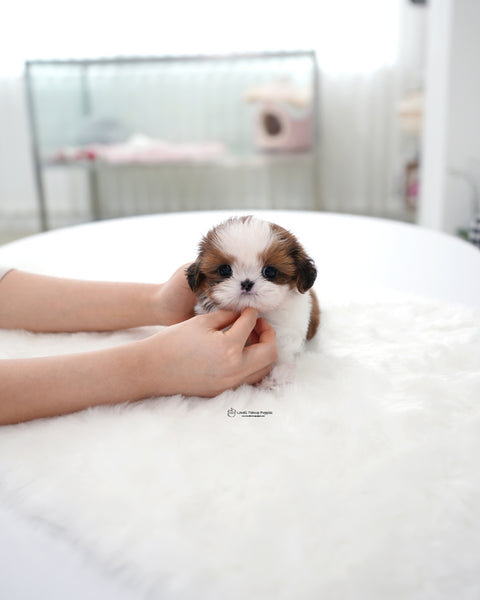 Teacup ShihTzu Male [Hush]