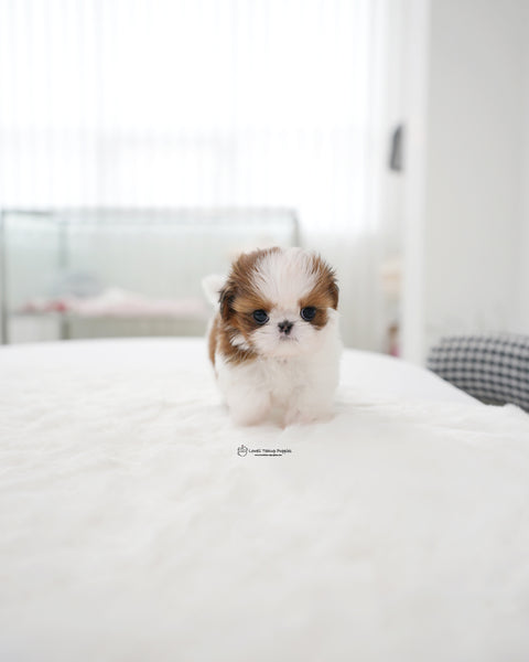 Teacup ShihTzu Male [Hush]