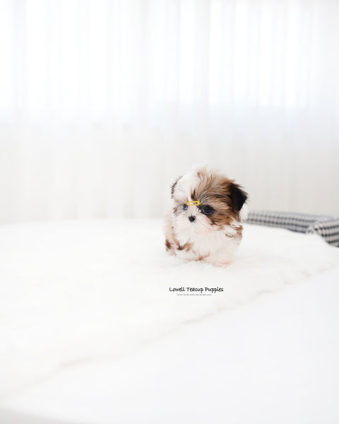 Teacup ShihTzu Male [Pawblo]