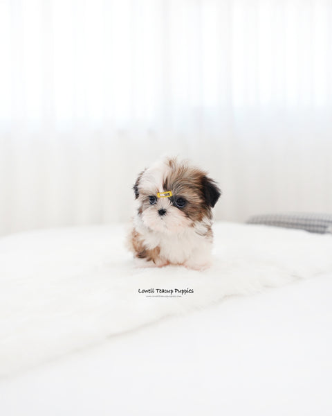 Teacup ShihTzu Male [Pawblo]