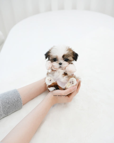 Teacup ShihTzu Male [Pawblo]