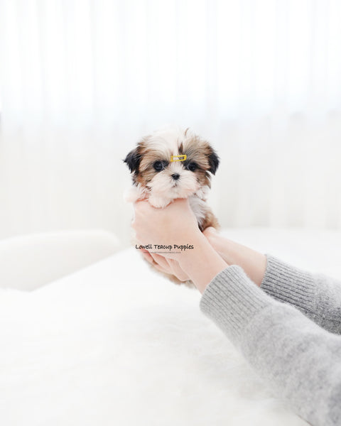 Teacup ShihTzu Male [Pawblo]