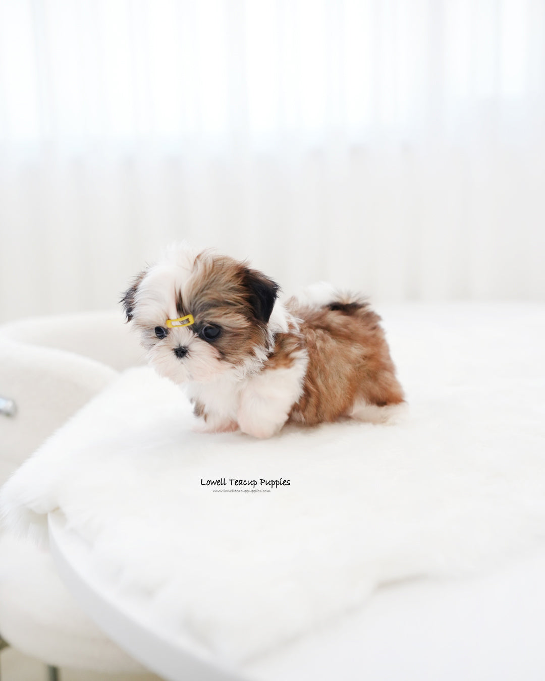 Teacup ShihTzu Male [Pawblo]