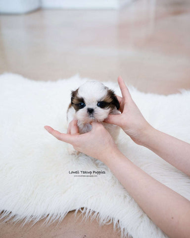 Mini ShihTzu Male [Jorro]