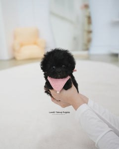 Teacup Maltipoo Male [Lotty]