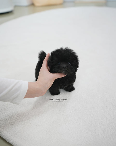 Teacup Maltipoo Male [Lotty]