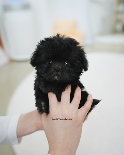 Teacup Maltipoo Male [Lotty]