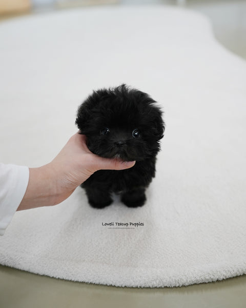 Teacup Maltipoo Male [Lotty]