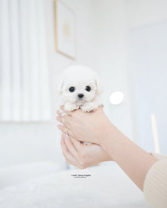 Teacup Bichon Frise Female [Lumi]