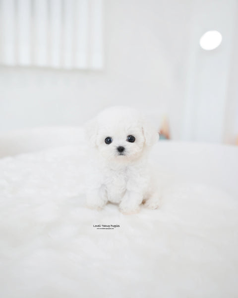 Teacup Bichon Frise Female [Lumi]