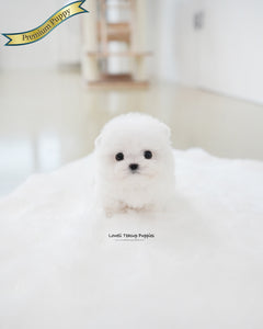 Teacup Bichon Frise Female [Tiffany]