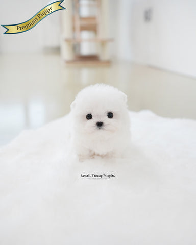 Teacup Bichon Frise Female [Tiffany]