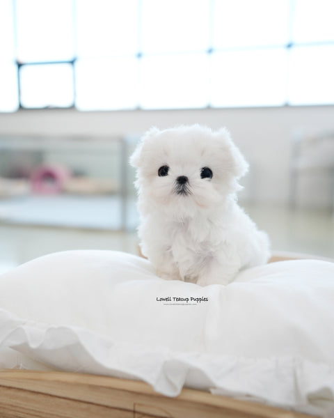 Teacup Maltese Female [Frida]