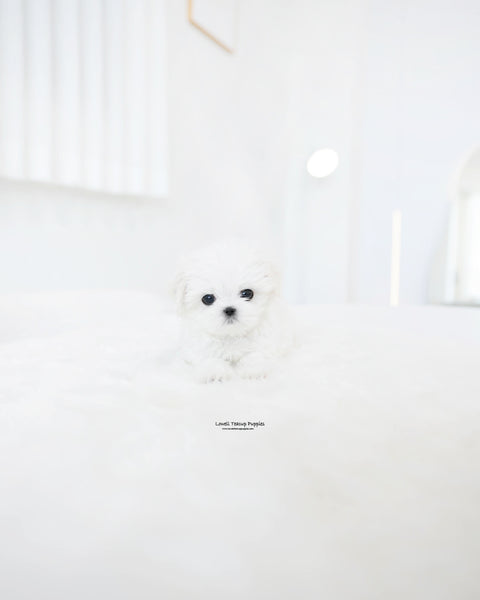 Teacup Maltese Male [Mason]