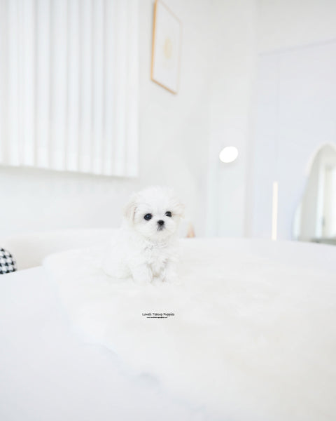 Teacup Maltese Male [Mason]