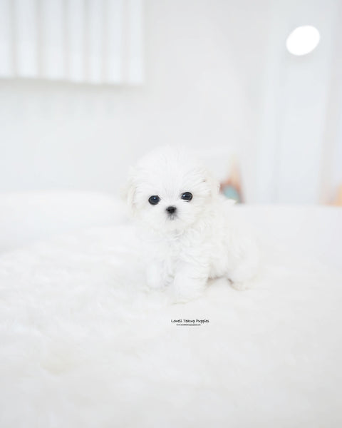 Teacup Maltese Male [Mason]