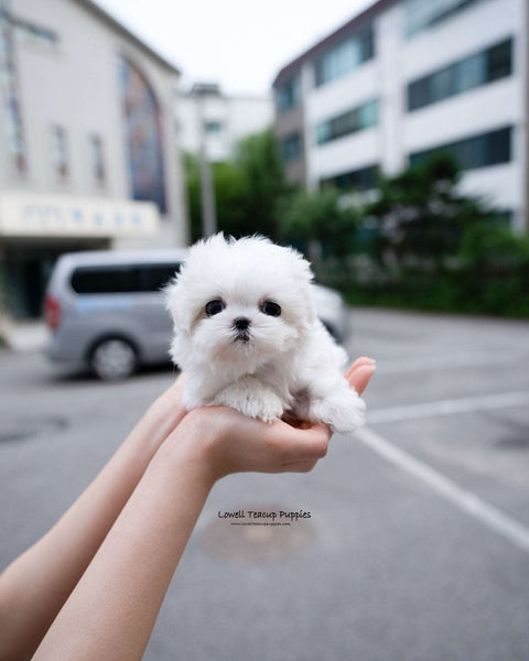 Teacup Maltese Female [Demi]