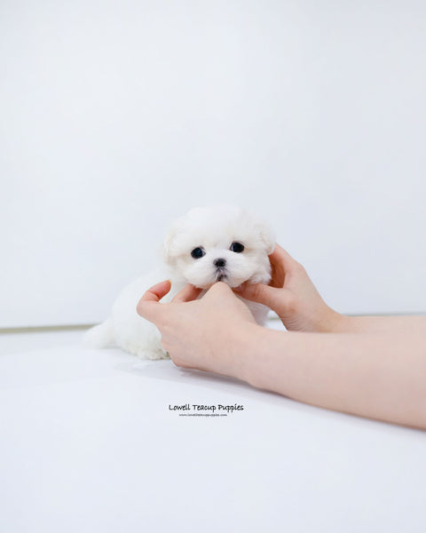 Teacup Maltese Male [Dane]