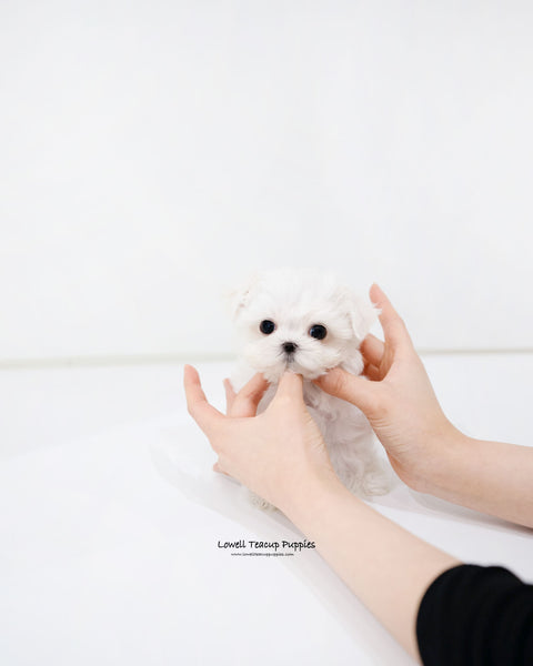 Teacup Maltese Female [Sara]