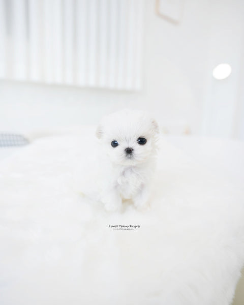 Teacup Maltese Female [Hana]